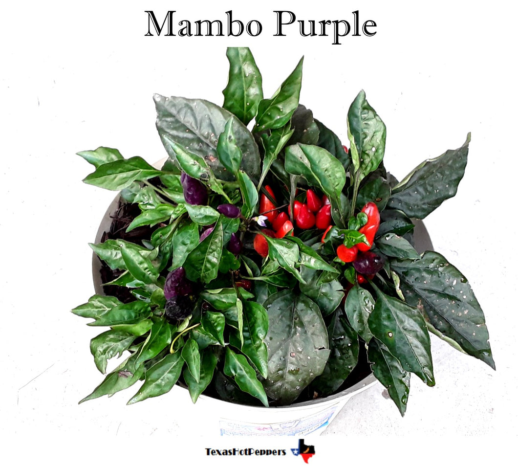 Mambo Purple