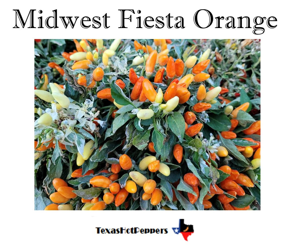 Midwest Fiesta Orange