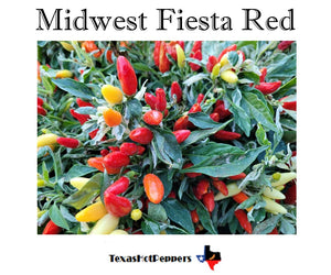 Midwest Fiesta Red