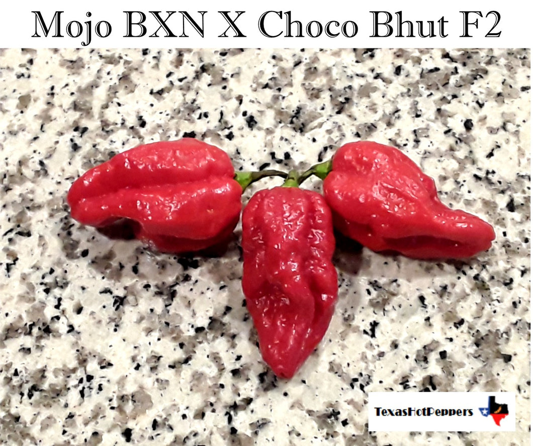 Mojo BXN X Choco Bhut F2