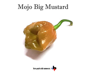 Mojo Big Mustard