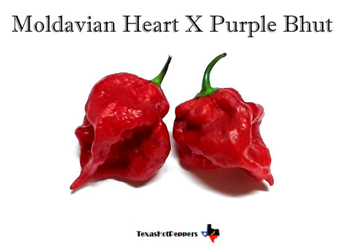 Moldavian Heart X Purple Bhut