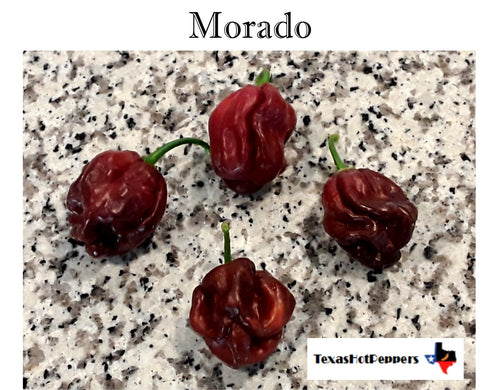 Morado Seeds