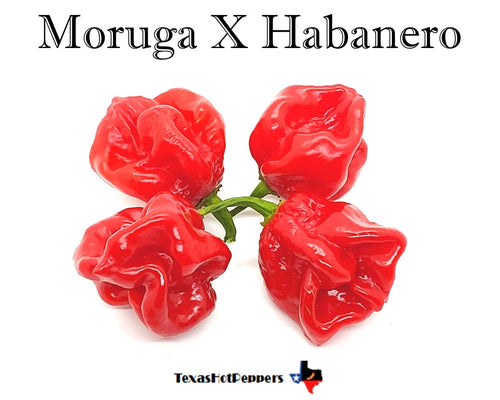 Moruga X Habanero