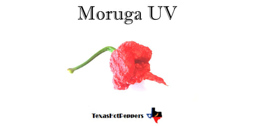 Moruga UV Seeds