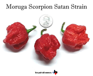 Moruga Scorpion Satan Strain