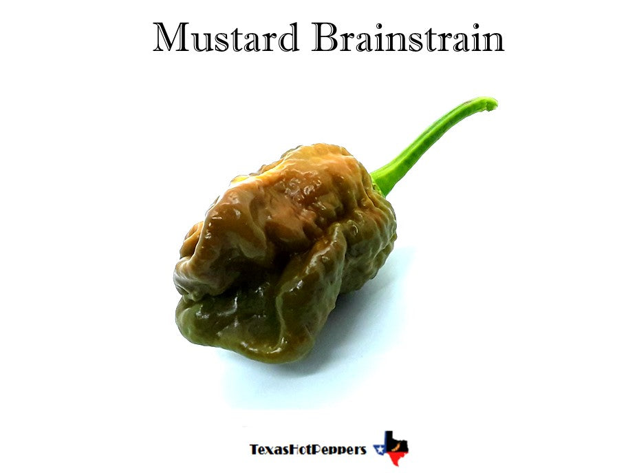 Mustard Brainstrain