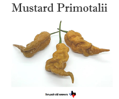 Mustard Primotalii