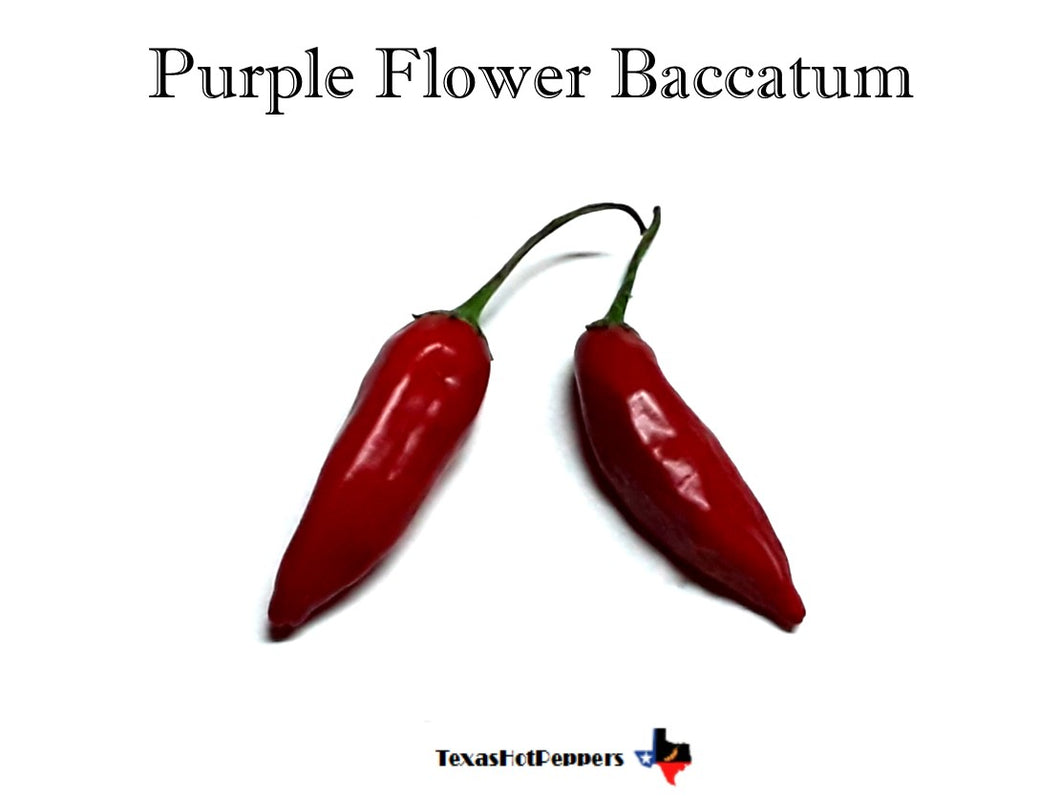 Purple Flower Baccatum