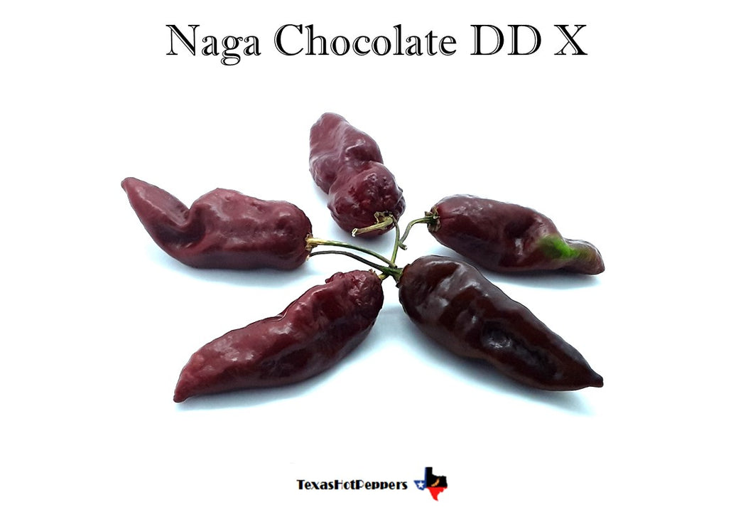 Naga Chocolate DD X