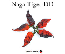 Load image into Gallery viewer, Naga Tiger DD