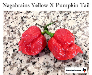 Nagabrains Yellow X Pumpkin Tail