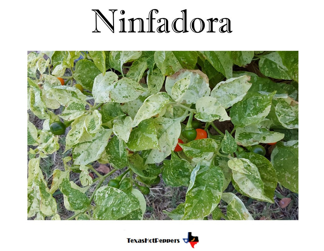pothos fertilizer Pothos Plant Food  Enriched, Bioavailable Liquid Fertilizer