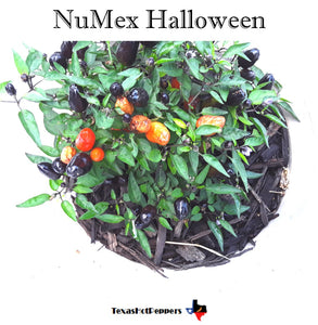 NuMex Halloween Seeds