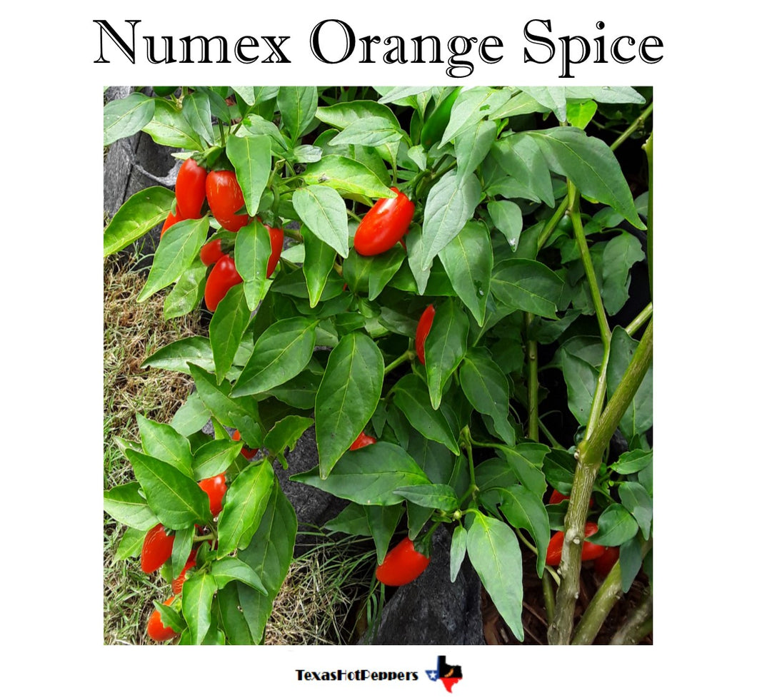 NuMex Orange Spice