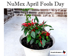 NuMex April Fools Day