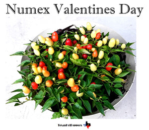 Numex Valentines Day
