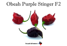 Load image into Gallery viewer, Obeah Purple Stinger F2