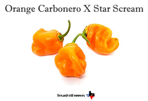 Orange Carbonero X Star Scream