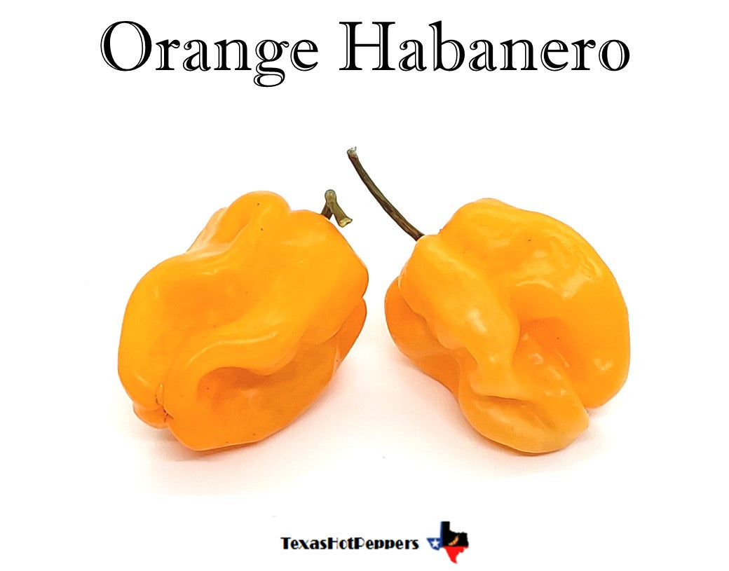 Orange Habanero