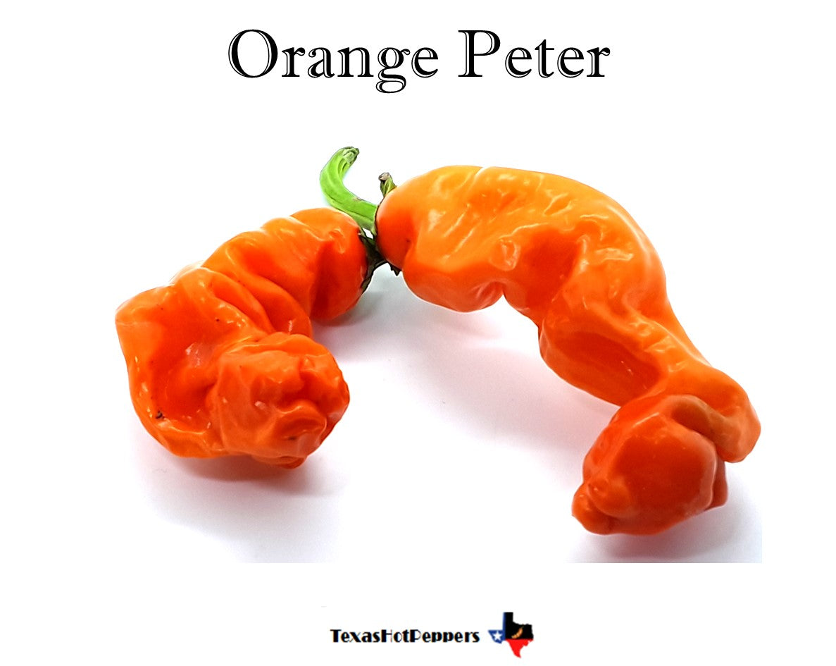 Orange Peter Pepper – Texas Hot Peppers