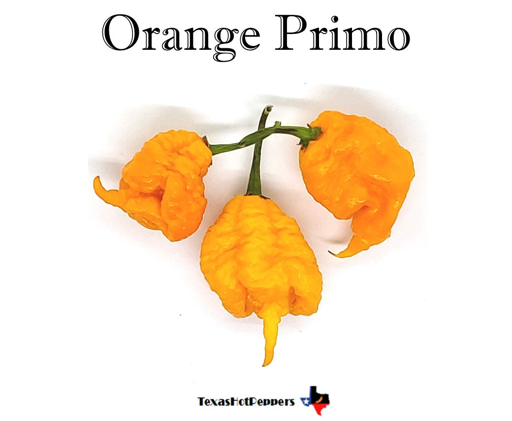 Orange Primo