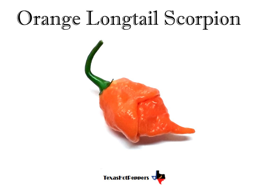 Orange Longtail Scorpion