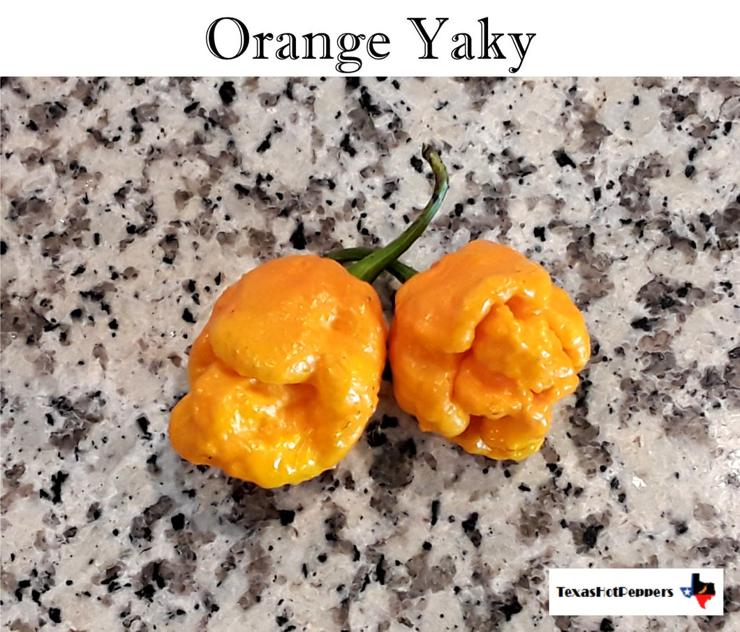 Orange Yaky