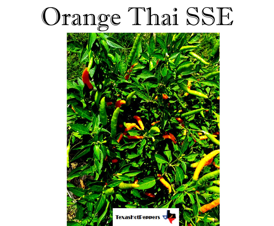 Orange Thai SSE