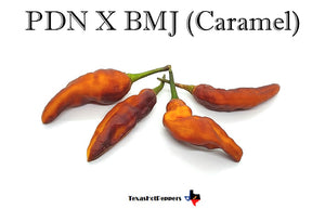 PDN X BMJ (Caramel)