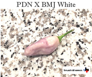 PDN X Bonda Ma Jacques (White)
