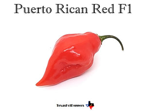 Puerto Rican Red F1