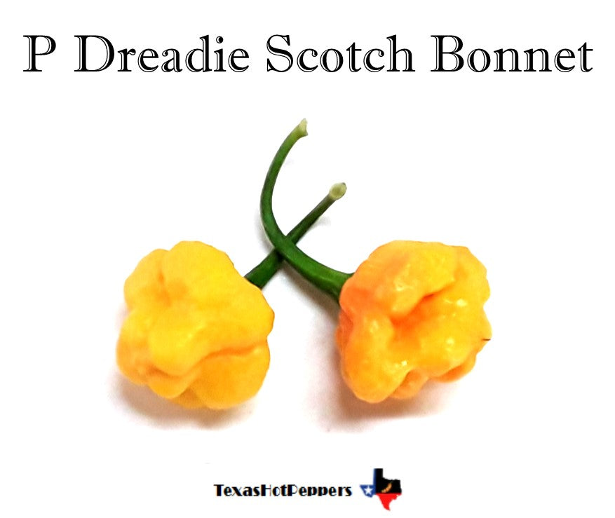 P Dreadie Scotch Bonnet