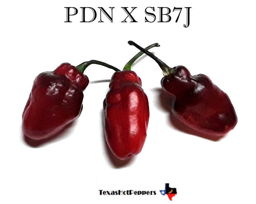 PDN X SB7J