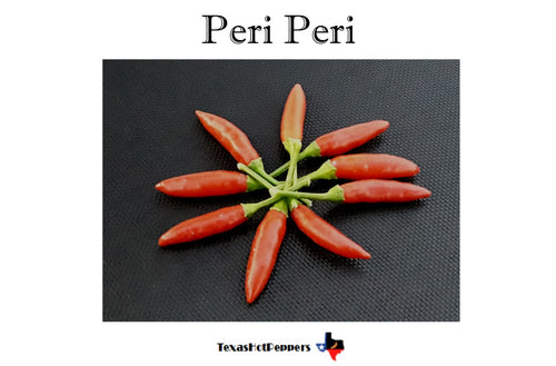 Peri Peri Seeds