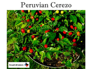 Peruvian Cerezo