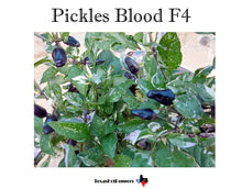 Load image into Gallery viewer, Pickles Blood F4