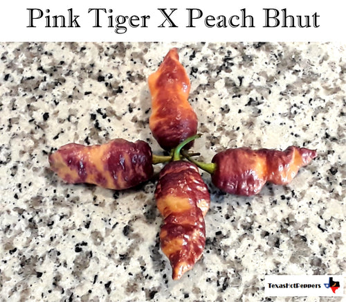Pink Tiger X Peach Bhut