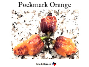 Pockmark Orange