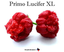 Load image into Gallery viewer, Primo Lucifer XL