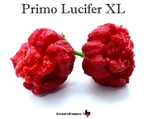 Primo Lucifer XL