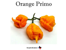 Load image into Gallery viewer, Orange Primo