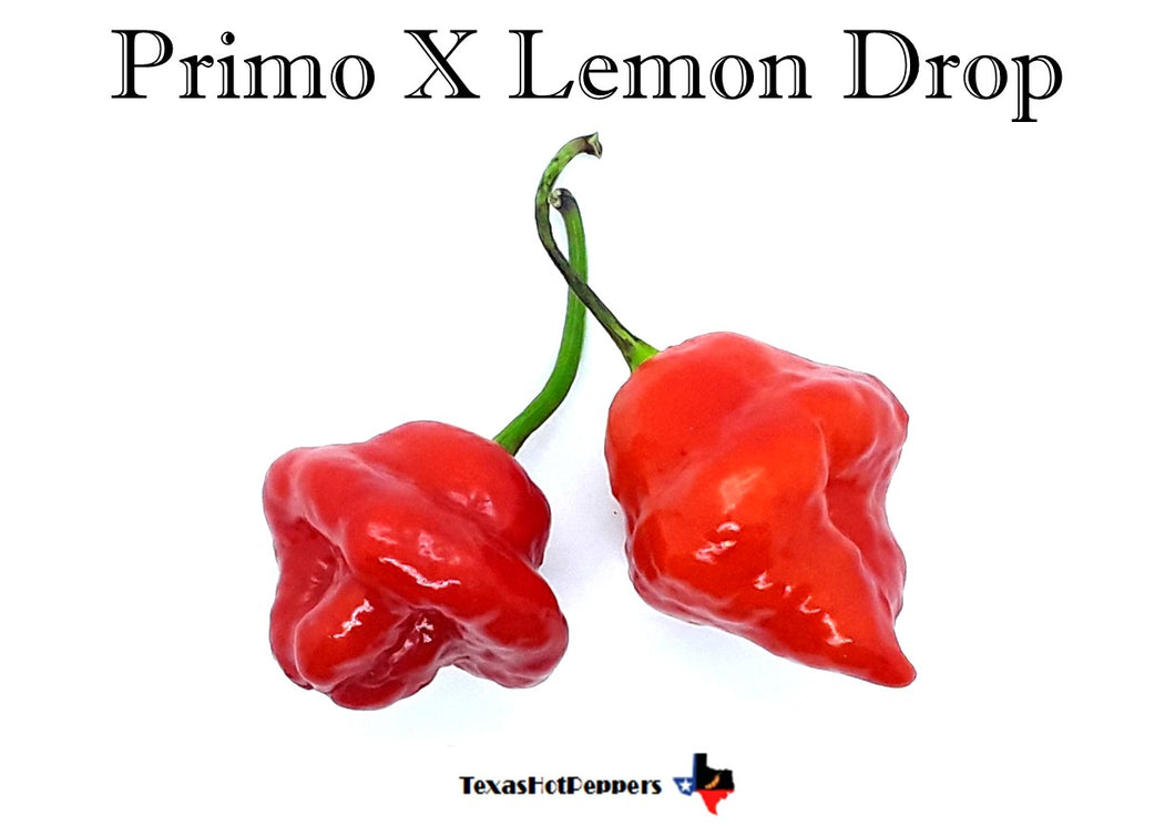 Primo X Lemon Drop