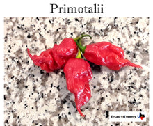 Load image into Gallery viewer, Primotalii