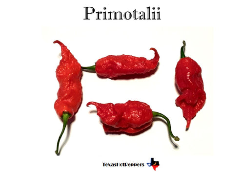 Primotalii