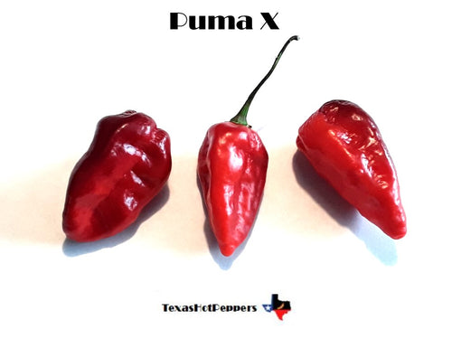Puma X