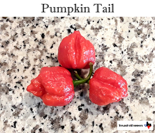 Pumpkin Tail