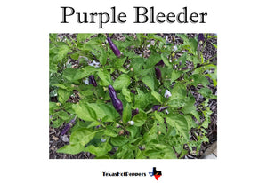 Purple Bleeder