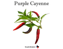Load image into Gallery viewer, Purple Cayenne