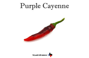 Purple Cayenne